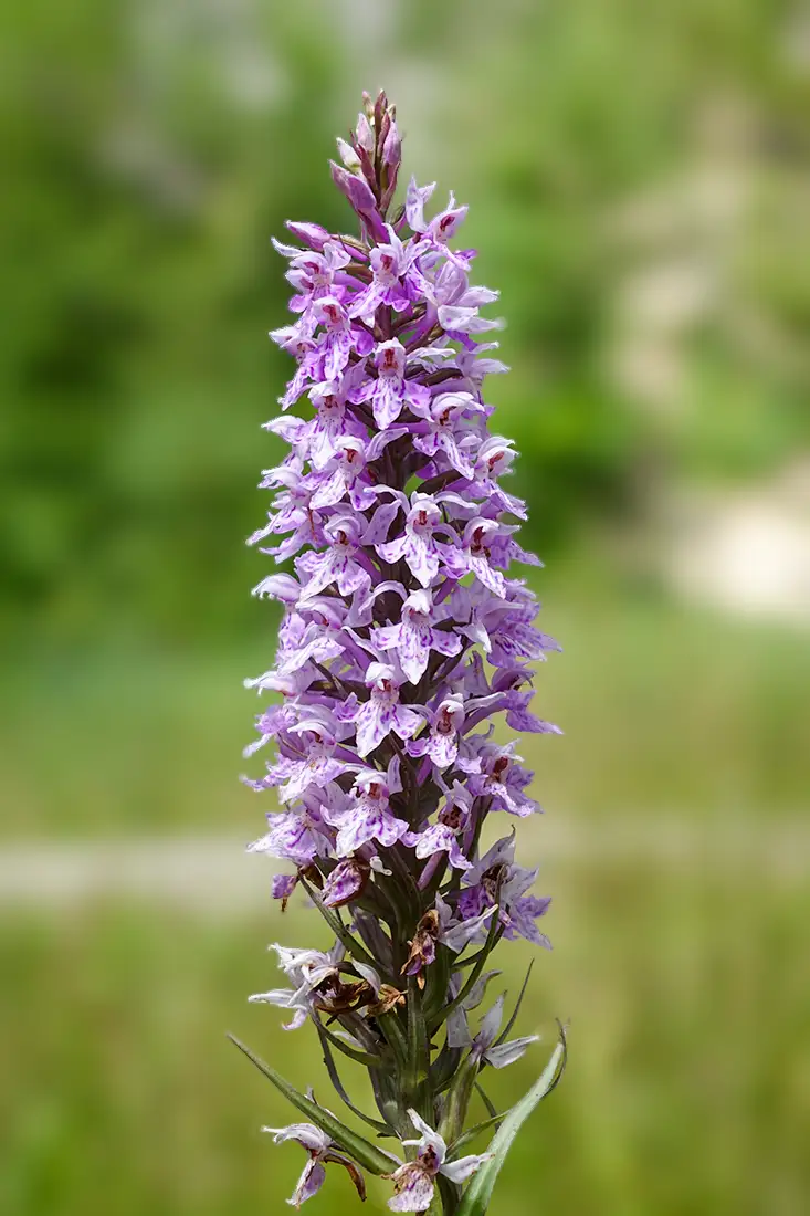 Kukułka Fuchsa